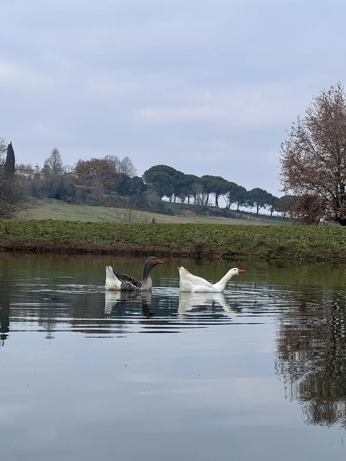 I cigni sul lago privato della tenuta